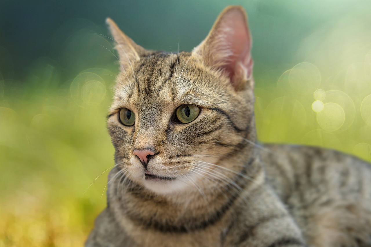 The Affectionate Nature of the Exotic Shorthair